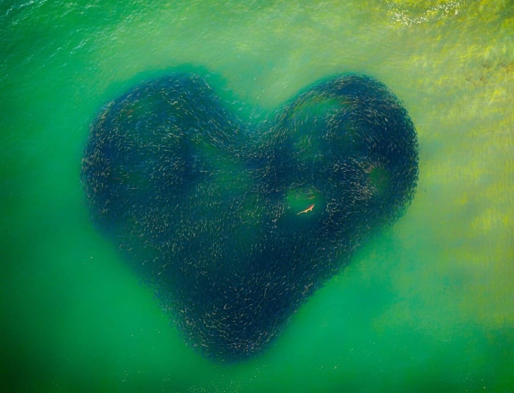 photo heart sea